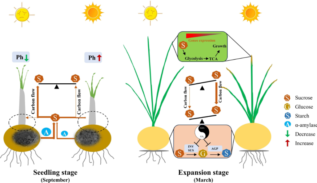 Illustration of saffron plants under reduced light in a cultivation study