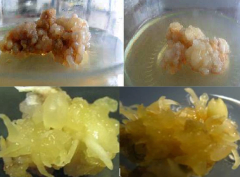 Laboratory illustration of saffron callus formation, shoot regeneration and microcorm development