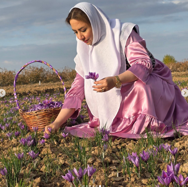 Woman harvesting purple saffron flowers in a field