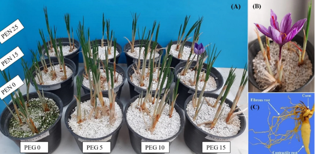 Illustration accompanying research on saffron fibrous roots and drought stress