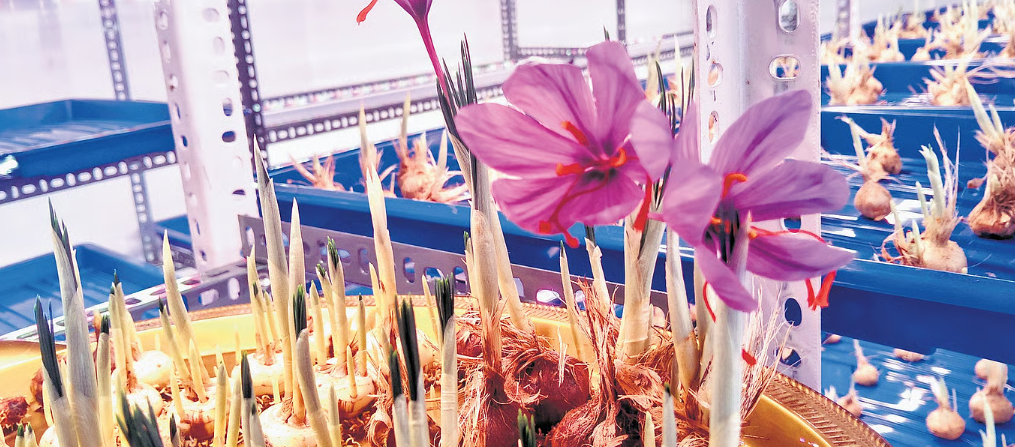 indoor saffron farming