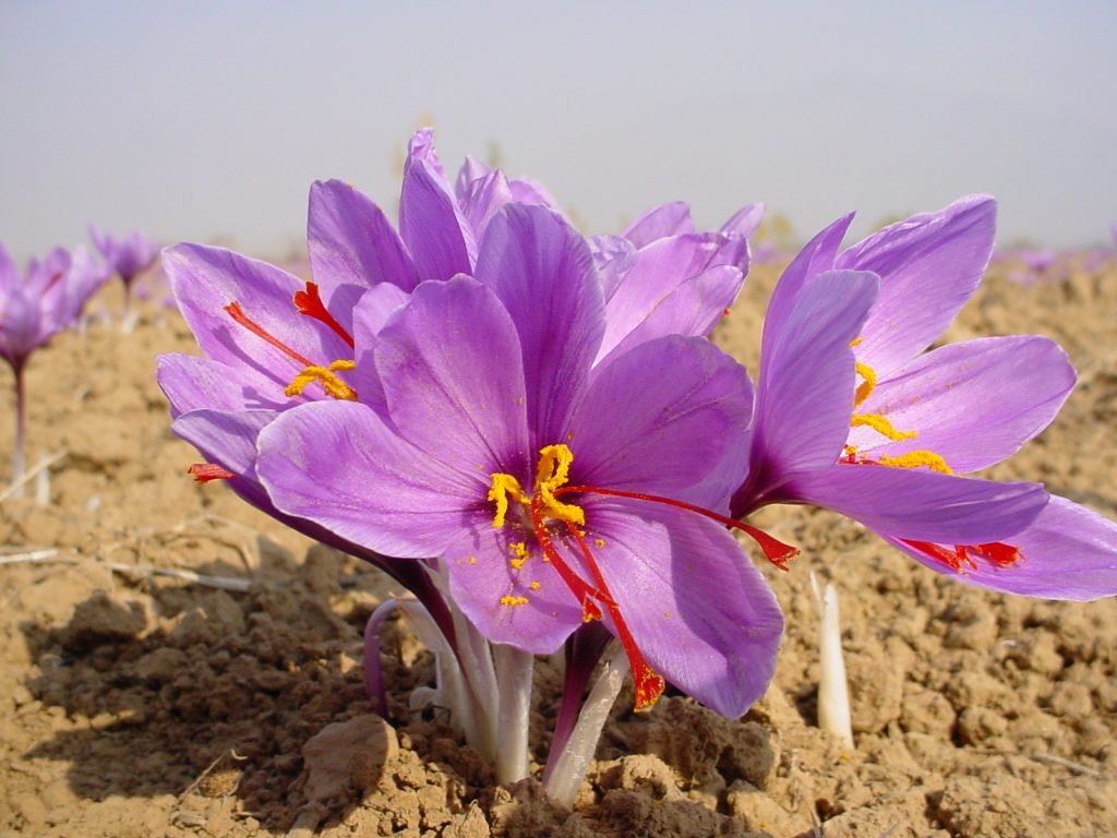 Saffron cultivation image accompanying an account of harvesting in Saxony