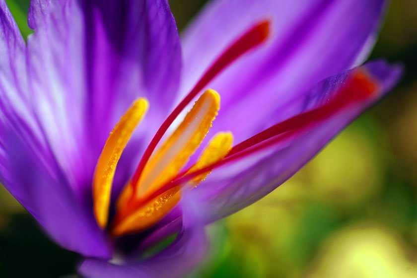Saffron crocus flowers