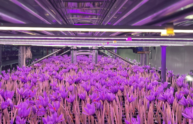 Indoor saffron farm with technology-assisted cultivation