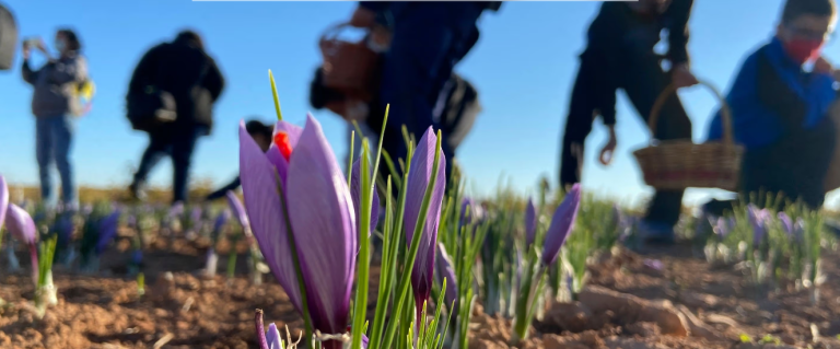 Saffron harvesting in Spanish fields at sunrise