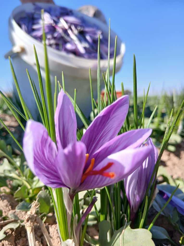 Purple saffron flowers in a field in Herat, Afghanistan