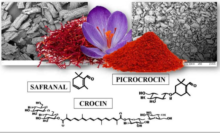 Cell-based saffron illustration with chemical structures of crocin, picrocrocin and safranal
