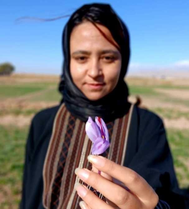Raihana harvesting saffron in Herat, Afghanistan