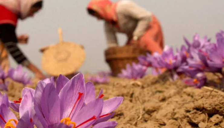 Women harvesting saffron flowers by hand in Herat, Afghanistan