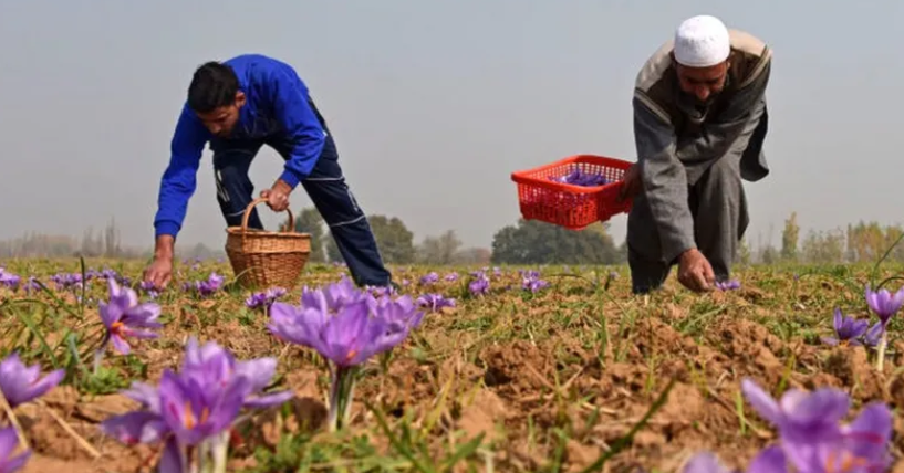 Saffron cultivation field illustrating the discussion of weather-related production risks