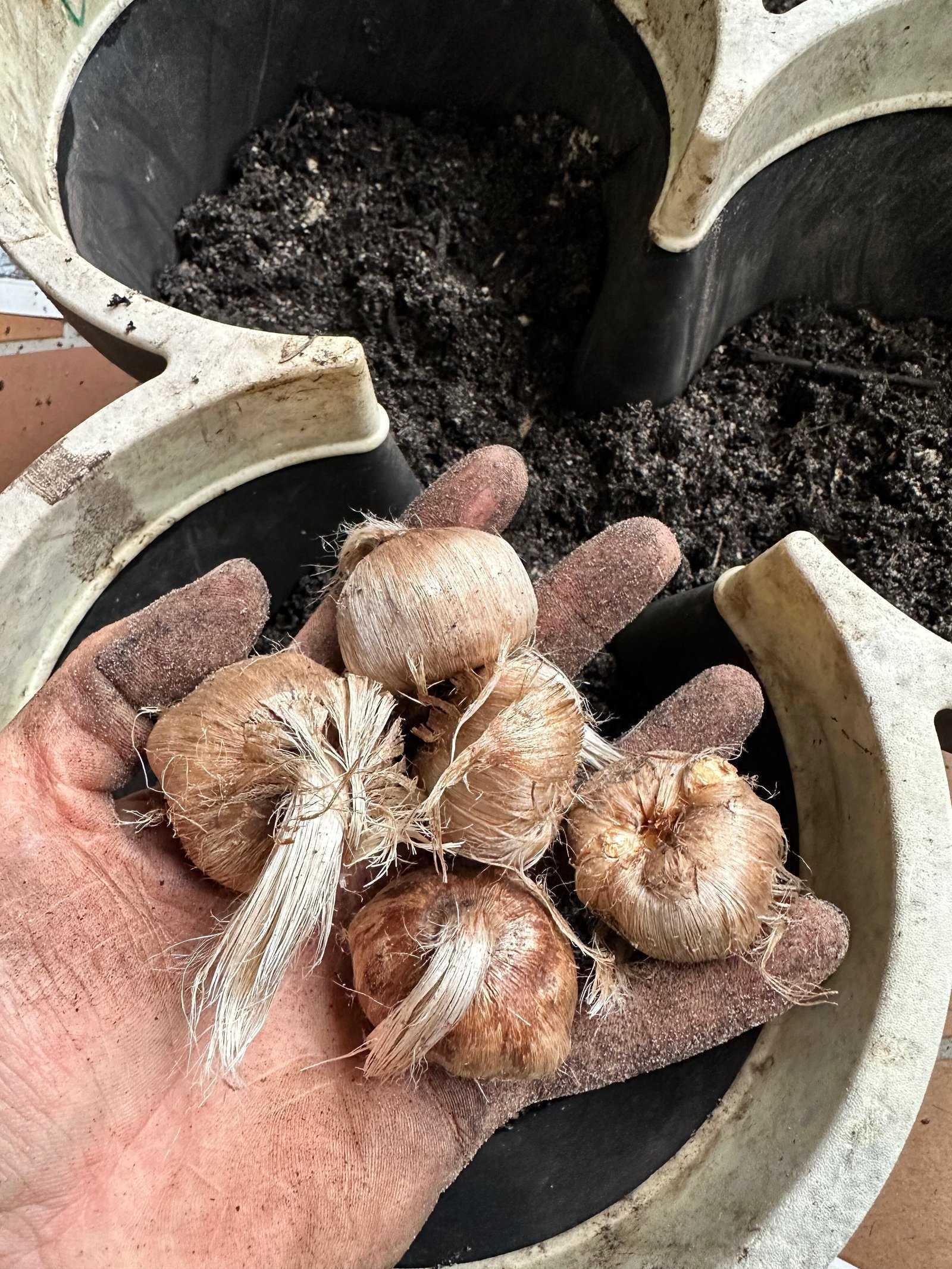 Project start: corms and prepared trial units in the Saffrona trial in Schleswig-Holstein