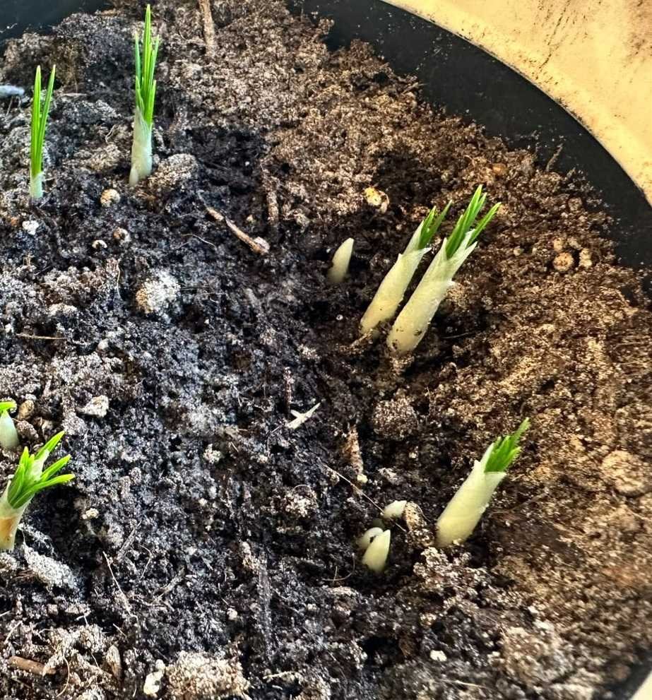 Early growth on 4 October 2026 in the Saffrona trial in Schleswig-Holstein
