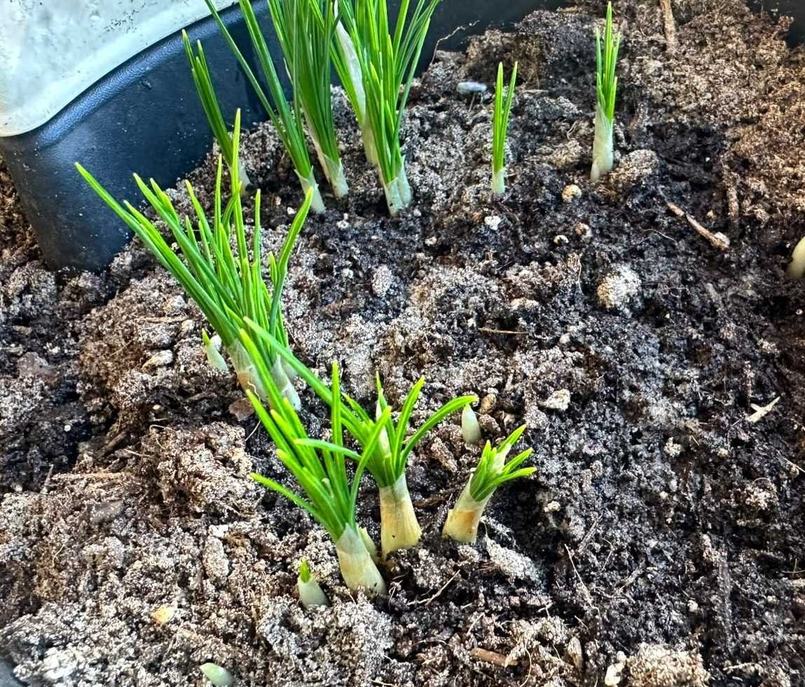 Intermediate visible growth on 4 October 2026 in the Saffrona trial in Schleswig-Holstein