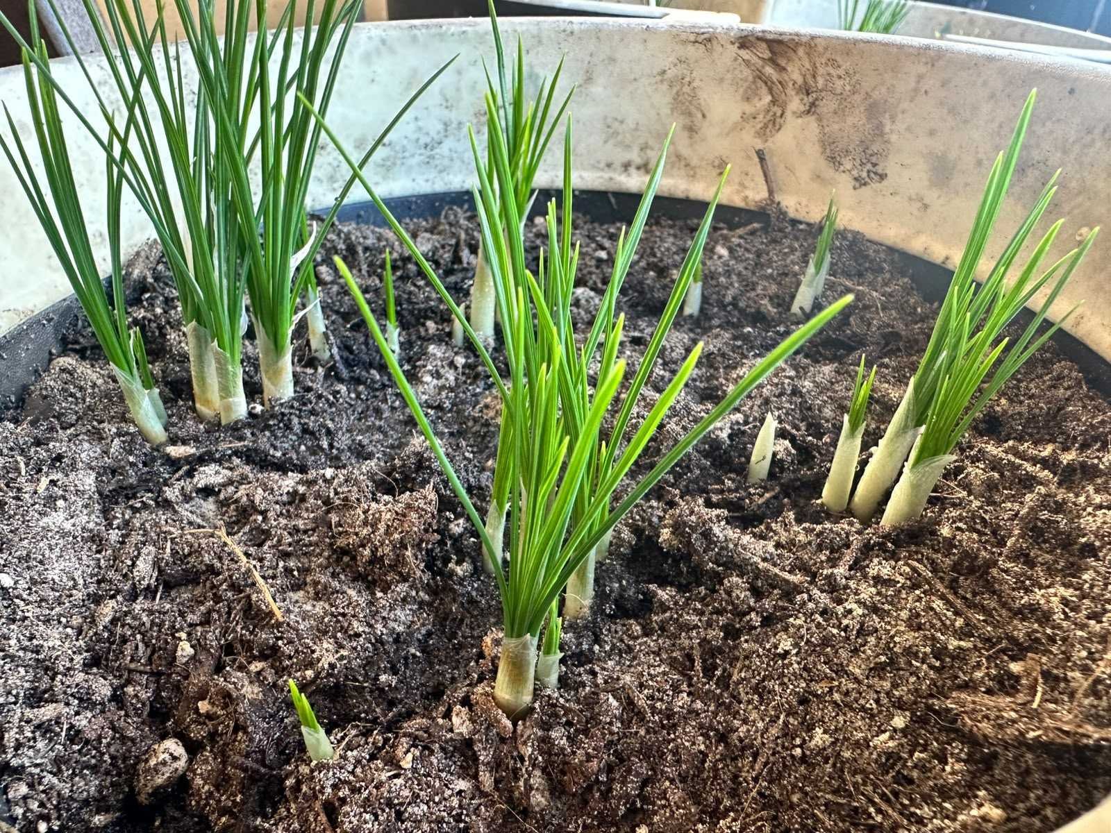 More developed growth on 4 October 2026 in the Saffrona trial in Schleswig-Holstein