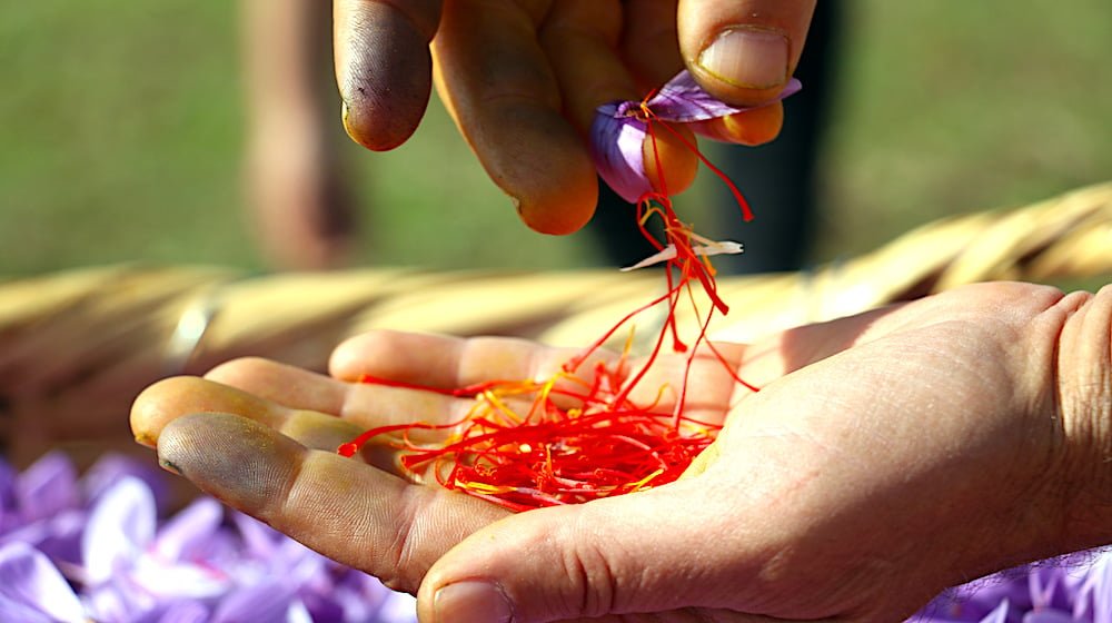 griechische-safranernte