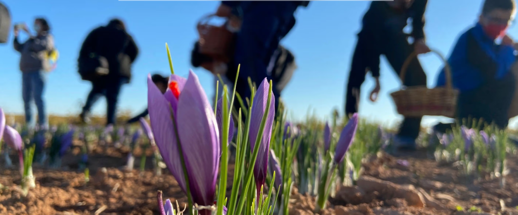Safran aus La Mancha – traditionelle Ernte auf den Feldern Spaniens bei Sonnenaufgang