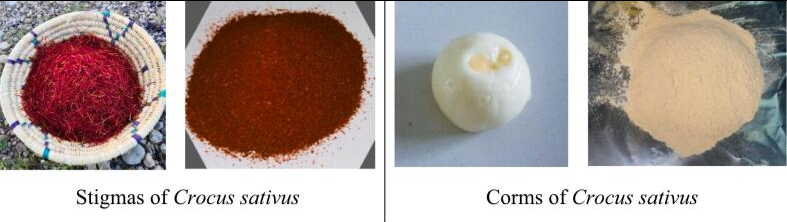 Safran richtig aktivieren – Safranfäden werden in warmem Wasser extrahiert, um Farbe und Aroma wissenschaftlich fundiert freizusetzen