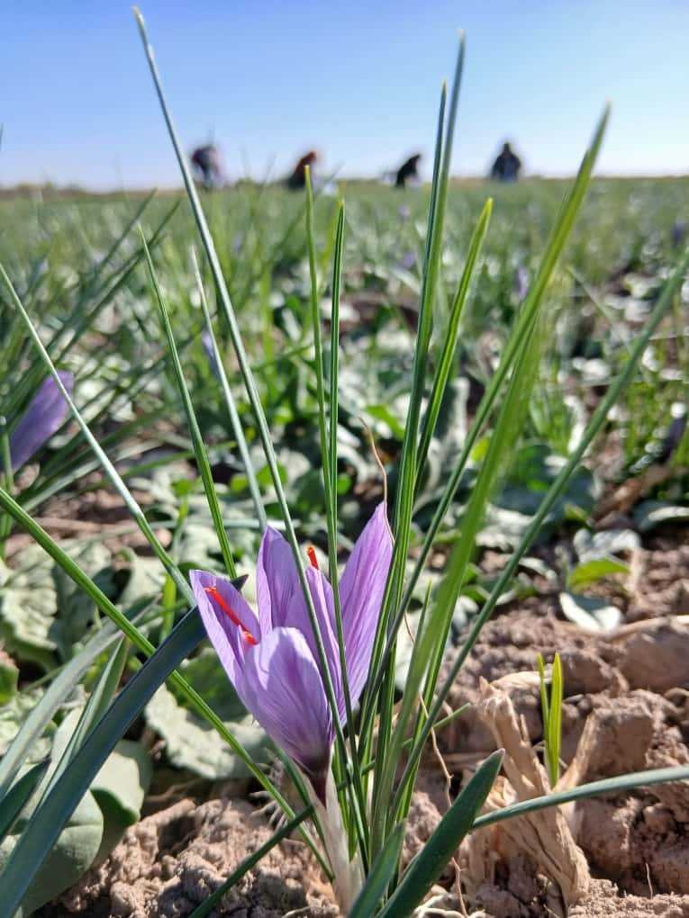 Bauern ernten Safranblüten auf einer Safranfarm, die zu Saffrona gehört.