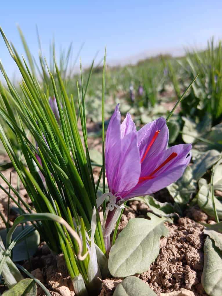 Was ist Safran? Blühender Crocus sativus auf einem Safranfeld
