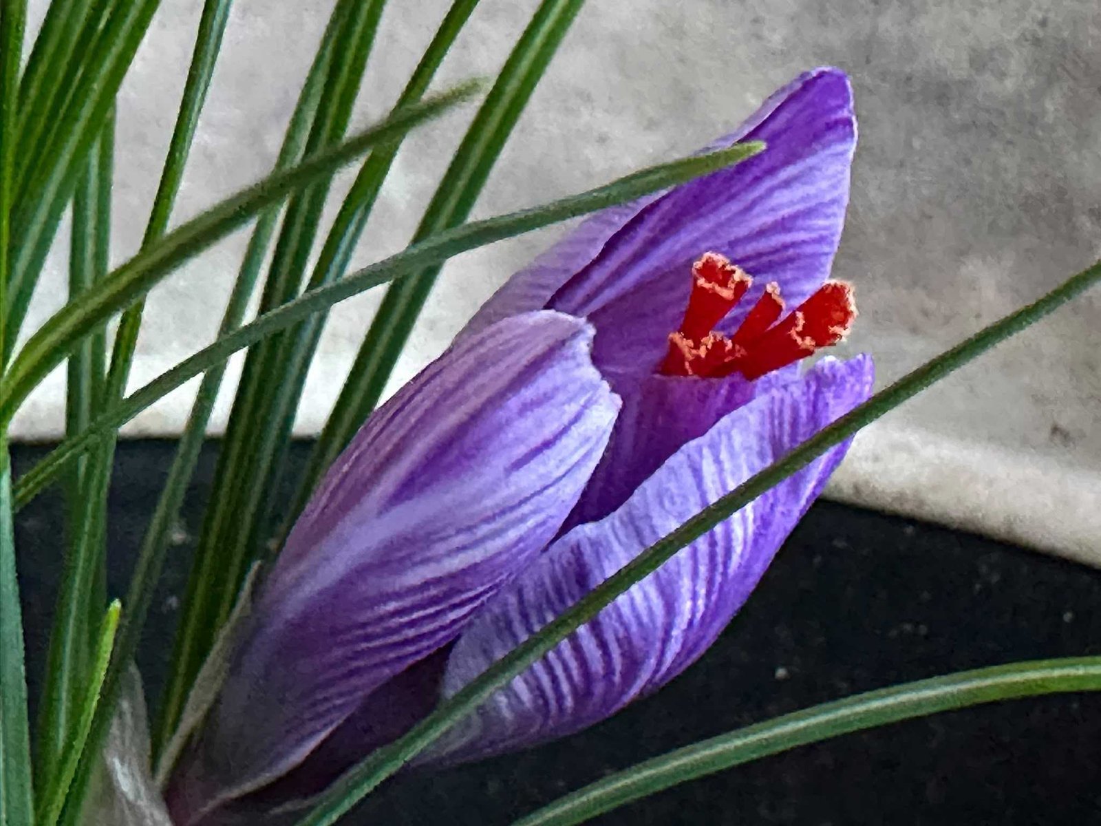 Erste violette Safranblüte mit roten Narben im Saffrona-Anbauversuch in Barmstedt am 8. Oktober 2026
