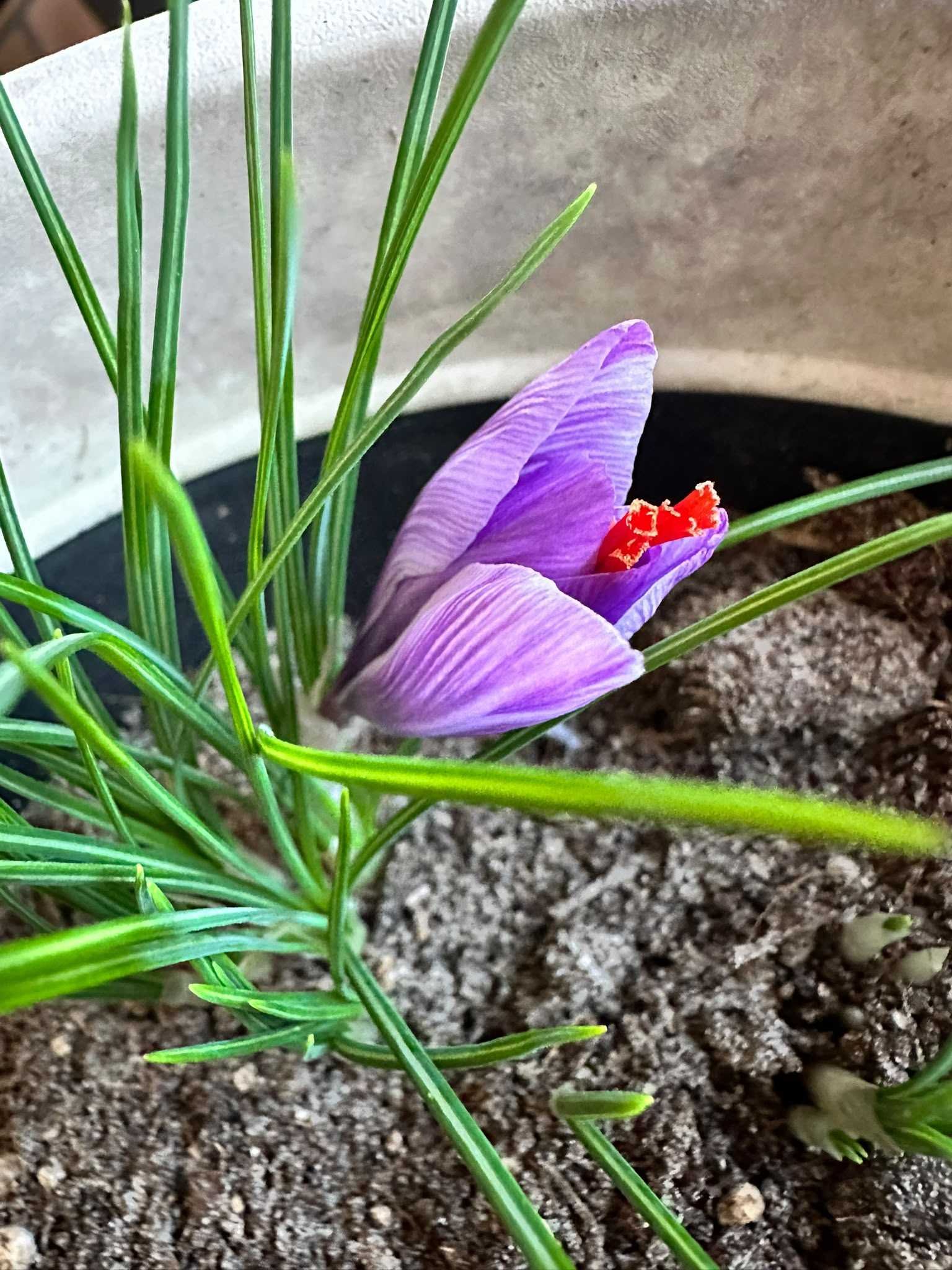 Erste Safranblüte im Topf in Schleswig-Holstein am 8. Oktober 2026